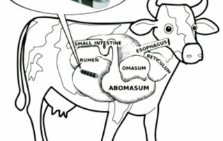 cow magnet