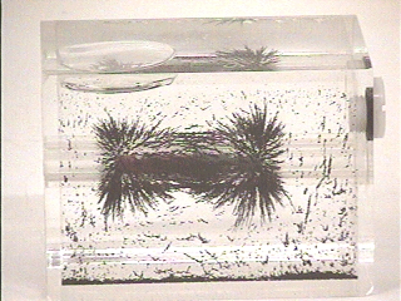Visualizzazione del campo magnetico dell'aimantazione a barra
